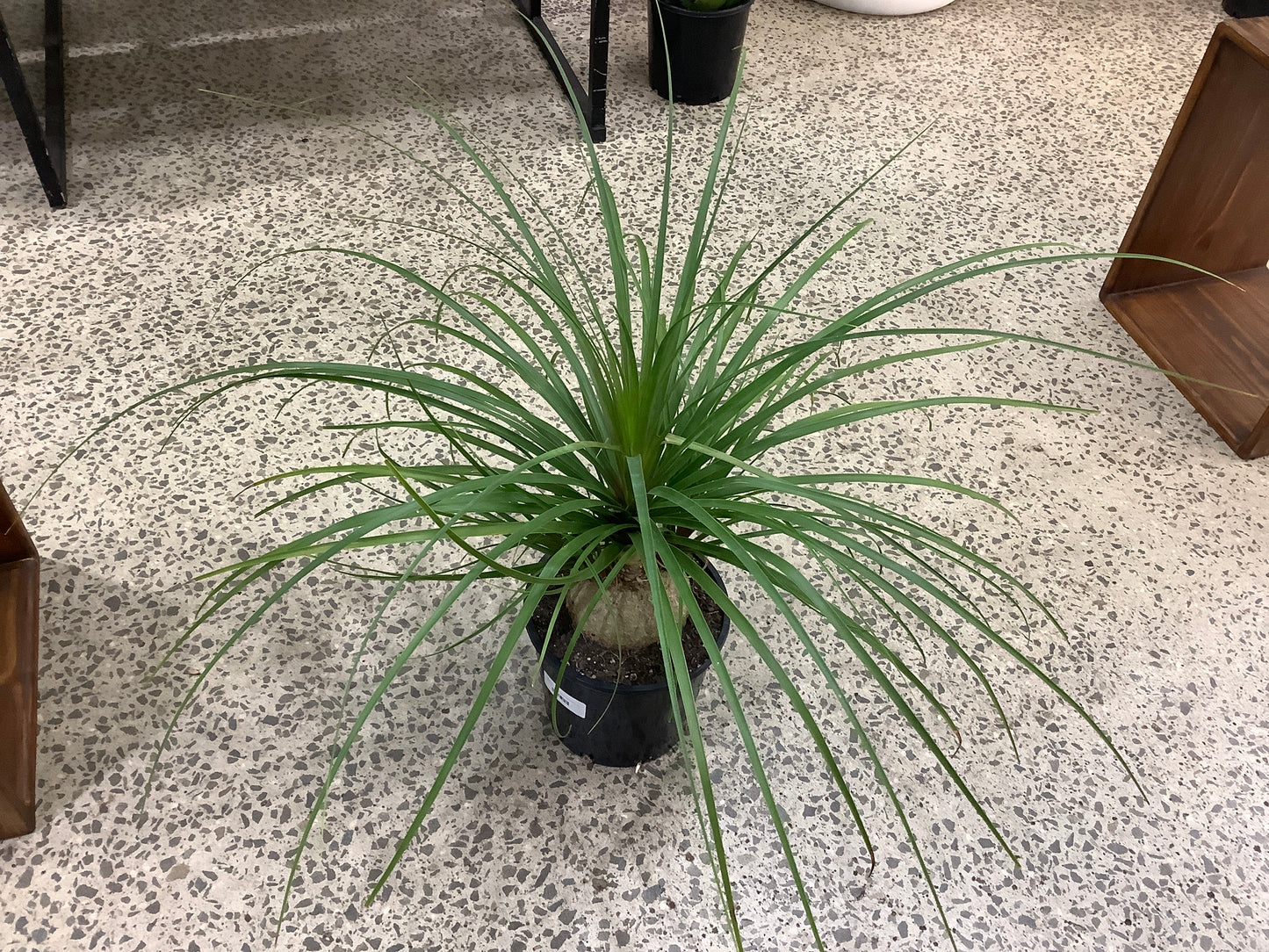 Beaucarnea recurvata ‘Ponytail Palm’