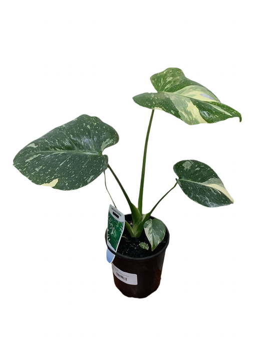 Monstera Thai Constellation