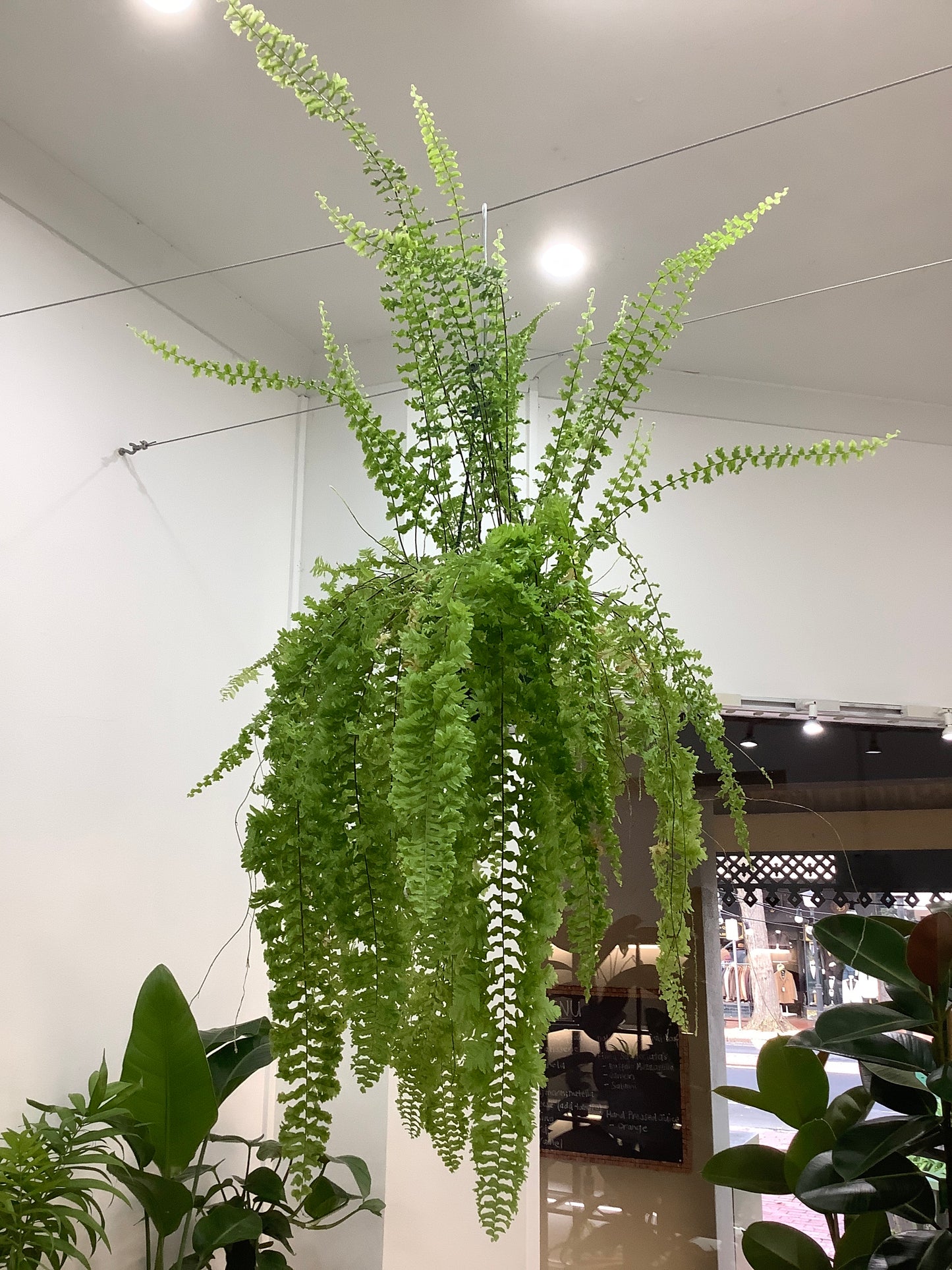 Nephrolepis exaltata 'Boston Fern'