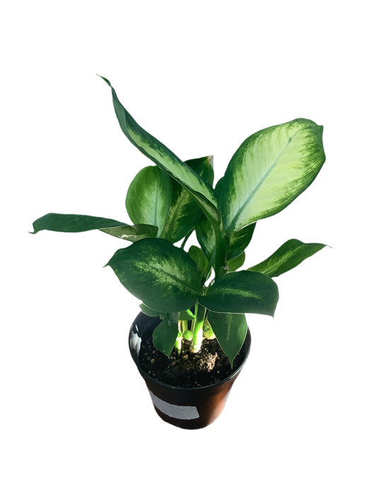 Dieffenbachia Tropic Marianne