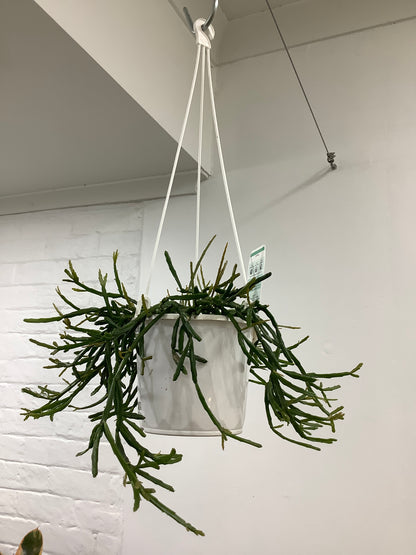 Rhipsalis Varieties