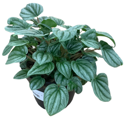 Peperomia Moonlight PBR