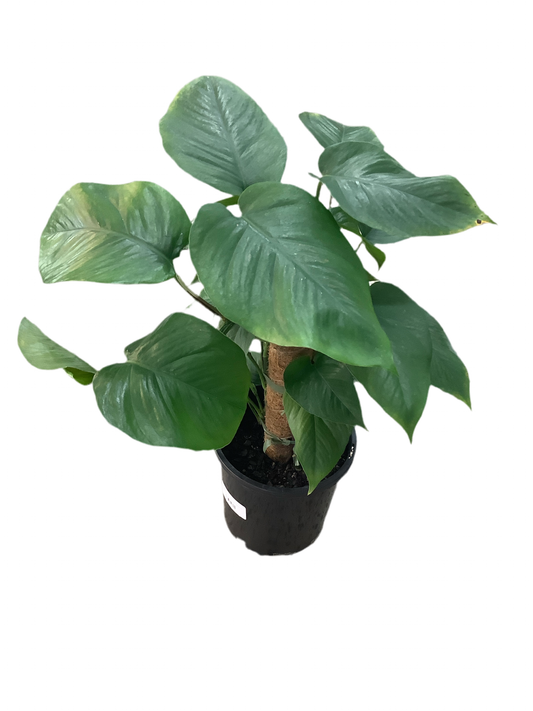 Assorted Epipremnum aureum 'Devil's Ivy' Totem