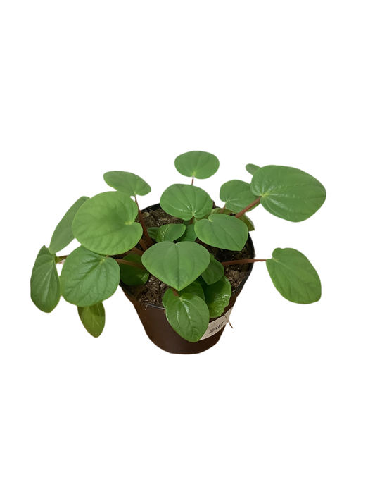 Peperomia red canyon