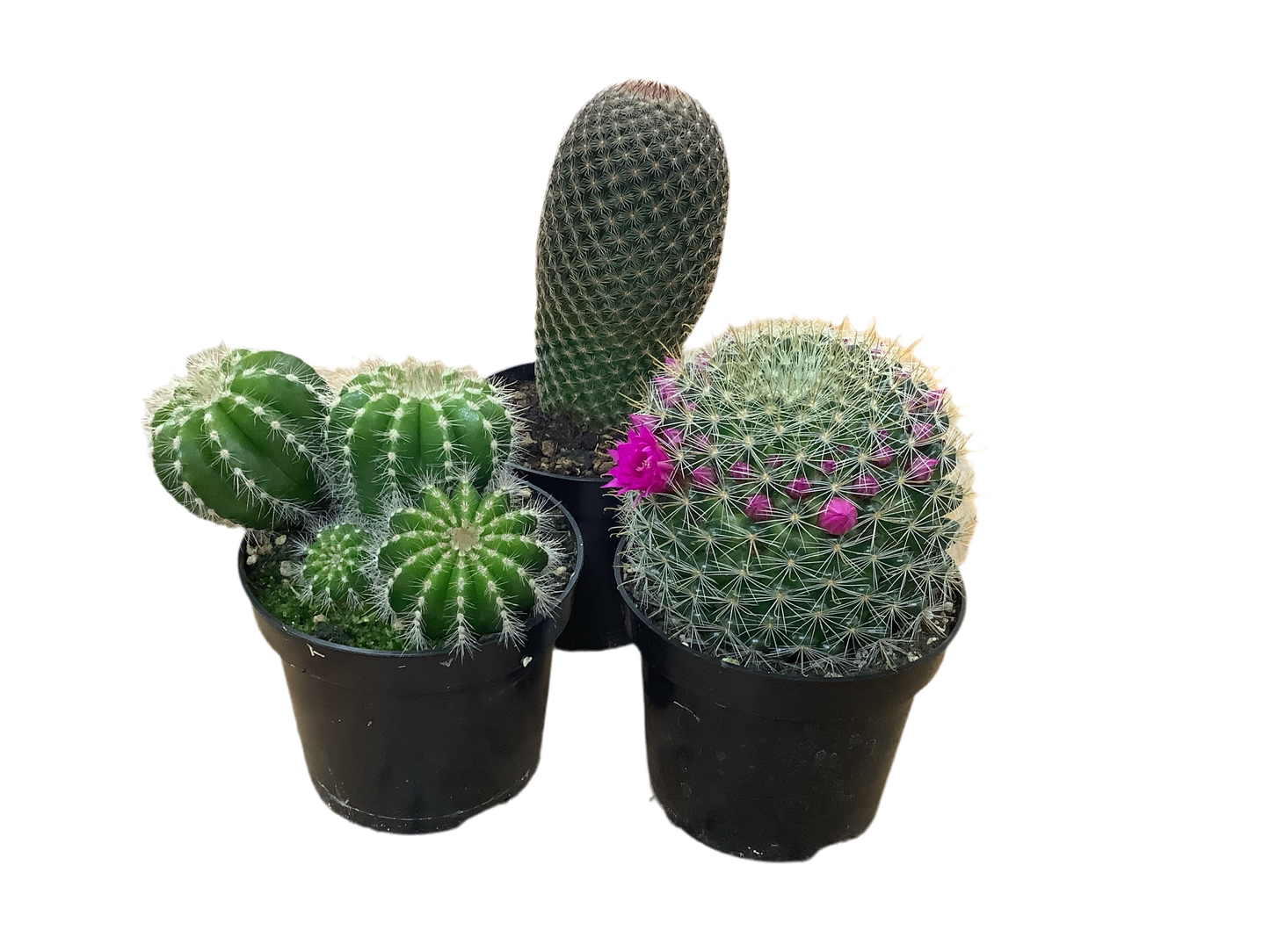 Assorted Cactus