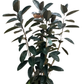 Assorted Ficus Elastica Burgundy- Rubber Plant