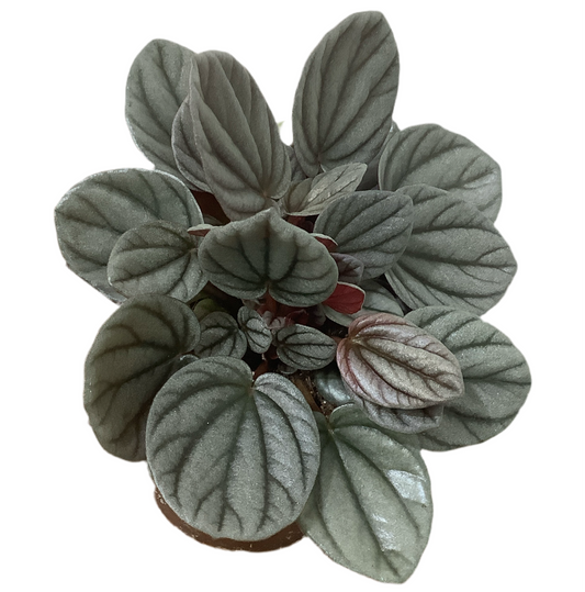 Peperomia Sunrise PBR