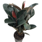 Assorted Ficus Elastica Burgundy- Rubber Plant