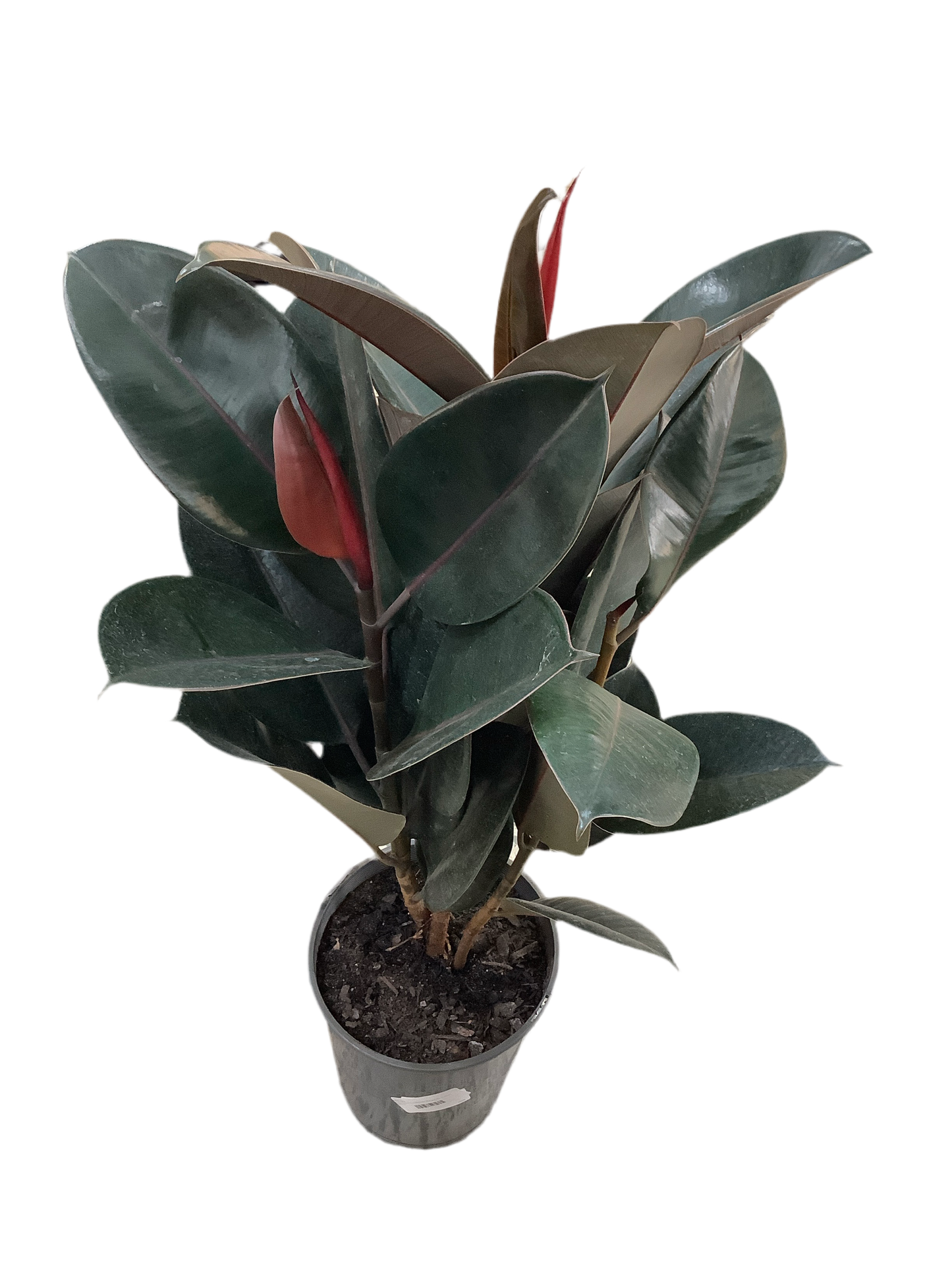 Assorted Ficus Elastica Burgundy- Rubber Plant