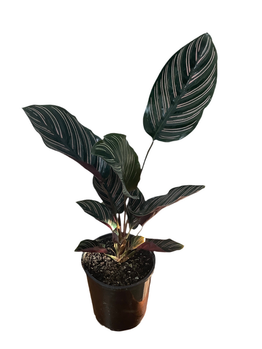 Calathea Ornata