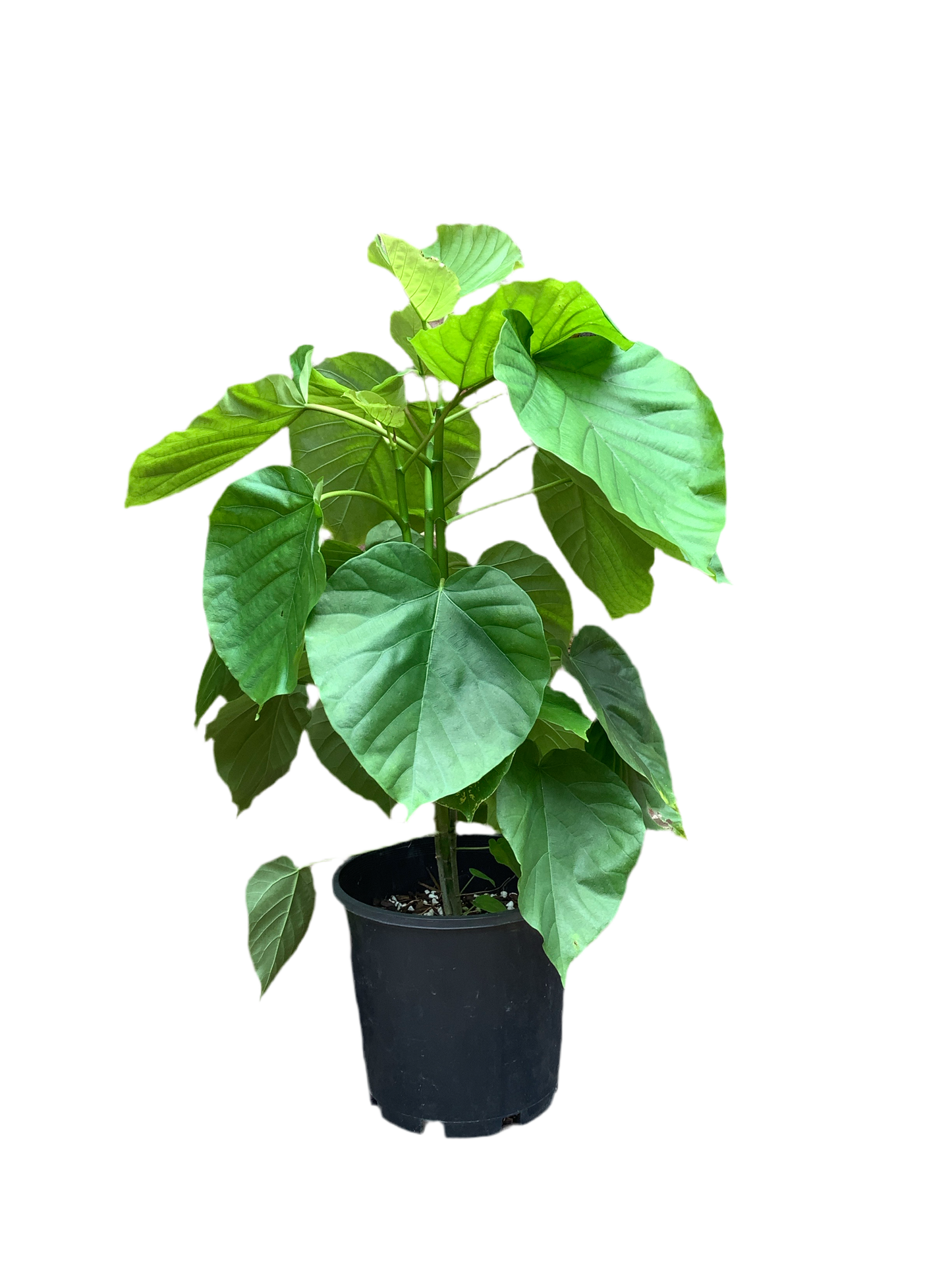 Ficus Umbellata