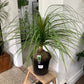 Beaucarnea recurvata ‘Ponytail Palm’