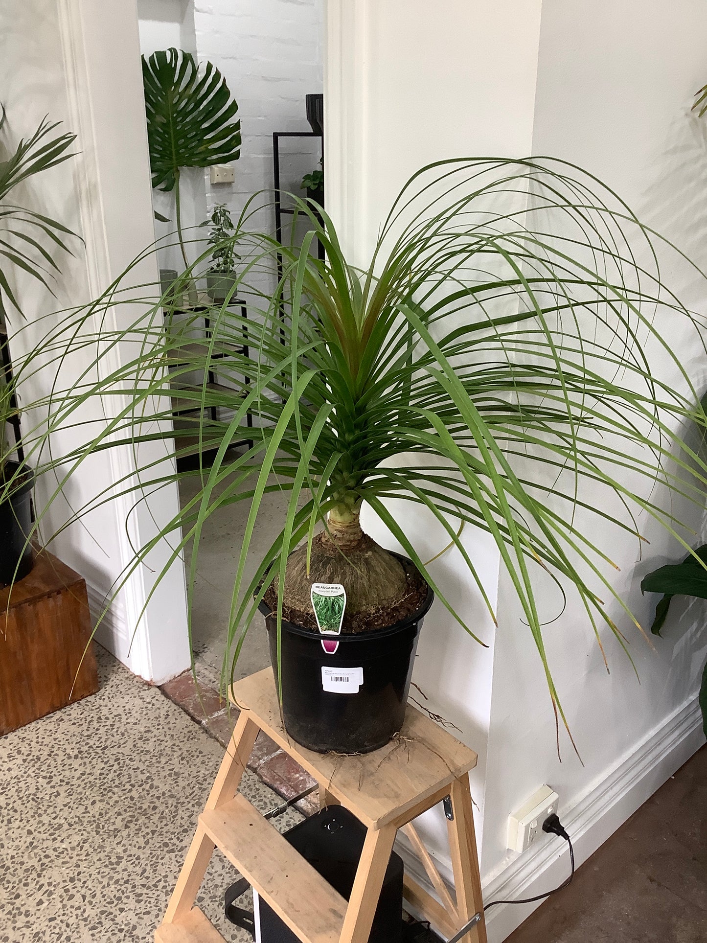 Beaucarnea recurvata ‘Ponytail Palm’