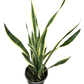 Assorted Sansevieria Snake Plant