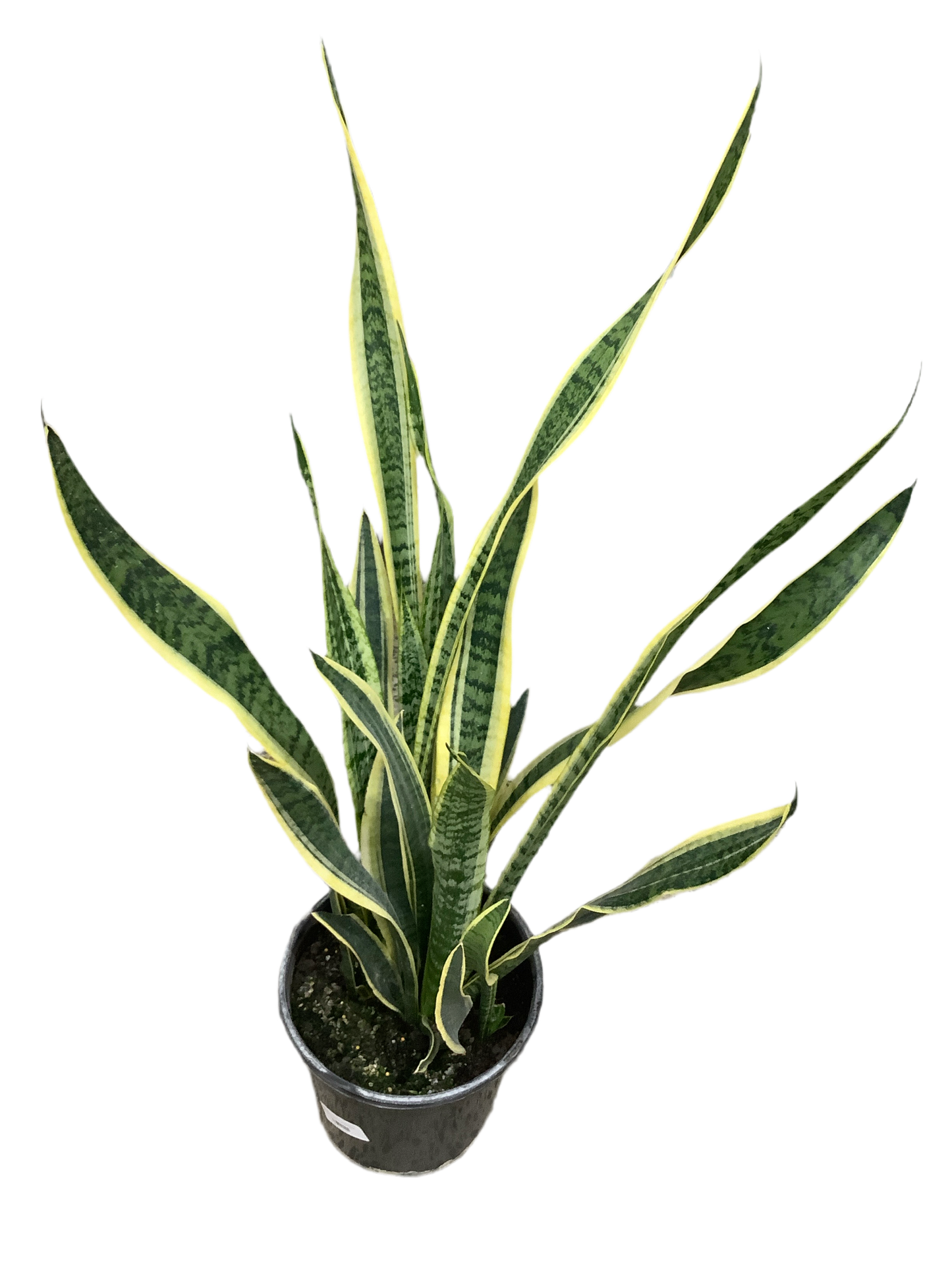 Assorted Sansevieria Snake Plant