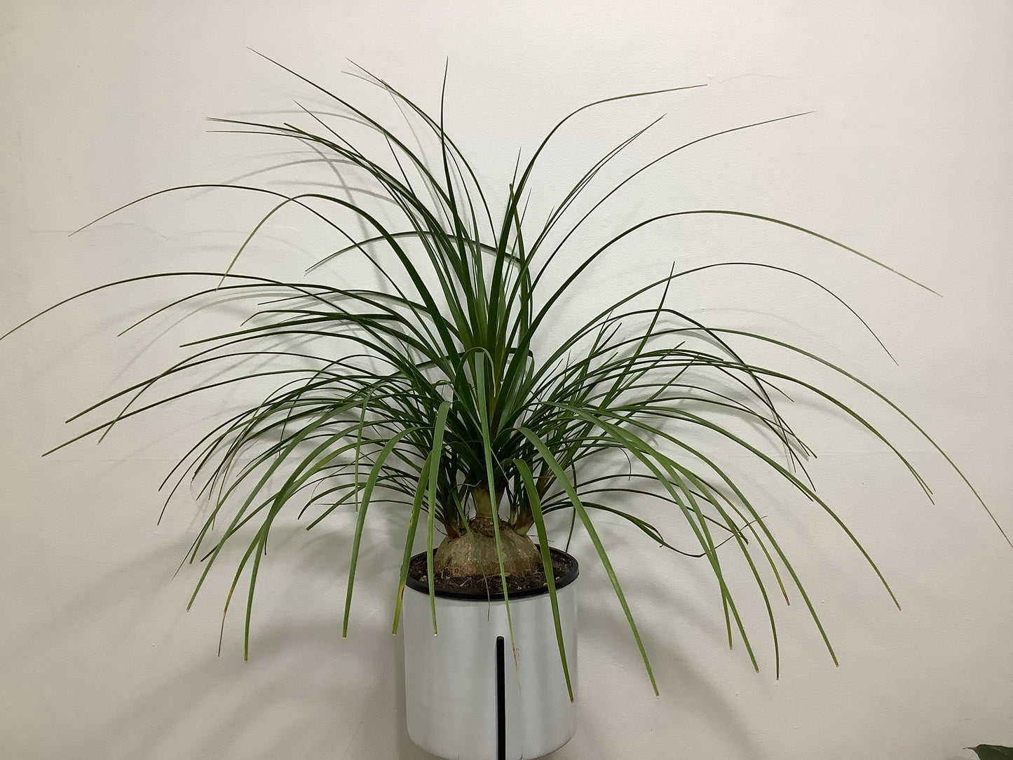 Beaucarnea recurvata ‘Ponytail Palm’