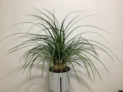 Beaucarnea recurvata ‘Ponytail Palm’