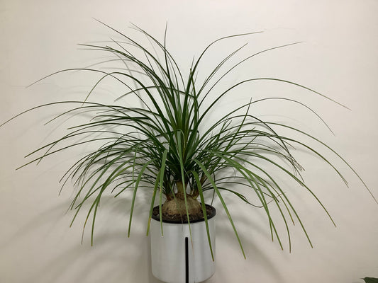 Beaucarnea recurvata ‘Ponytail Palm’