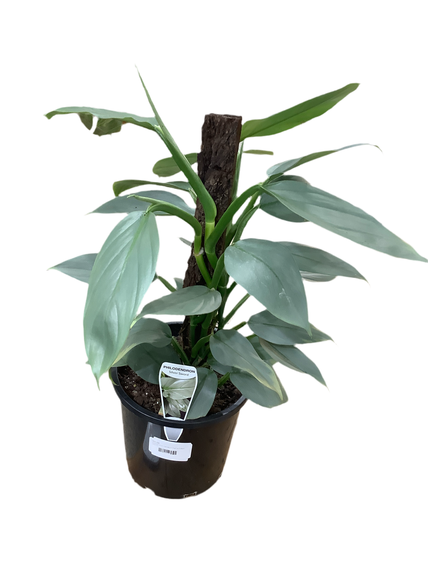 Philodendron hastatum 'Silver Sword'