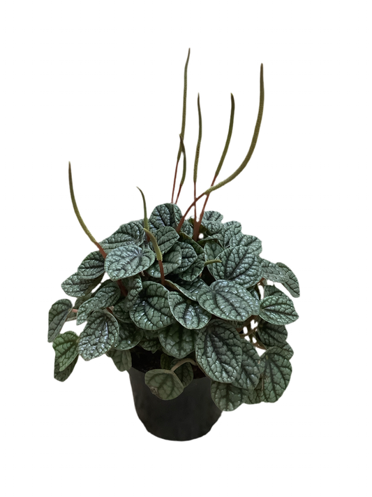 Peperomia caperata ‘Greyhound’