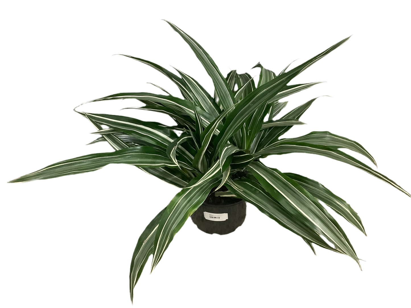 Dracaena deremensis