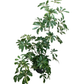 Assorted Variegated Schefflera Arboricola Umbrella Tree