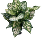 Assorted Aglaonema