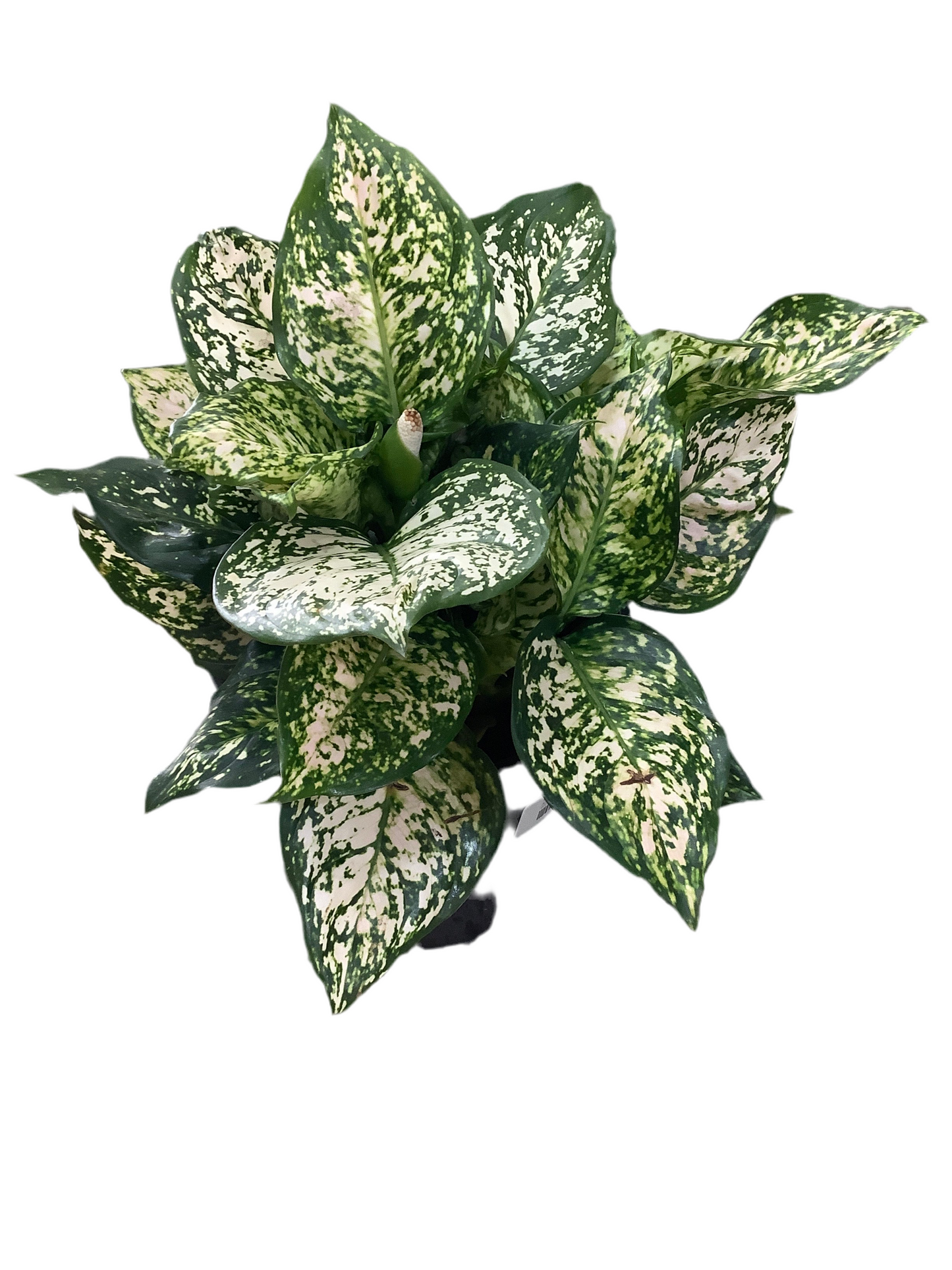 Assorted Aglaonema