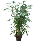 Ficus Benjamina Weeping Fig