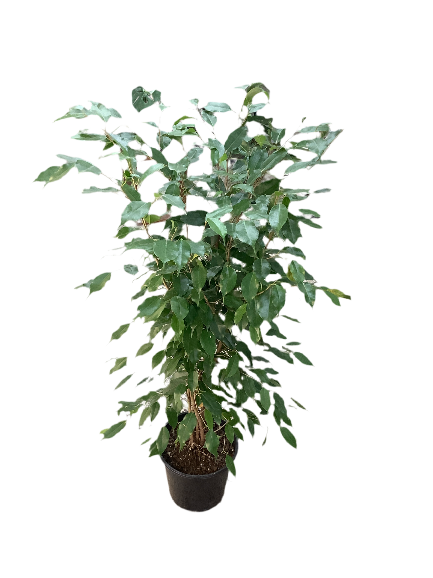 Ficus Benjamina Weeping Fig