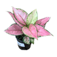 Assorted Aglaonema