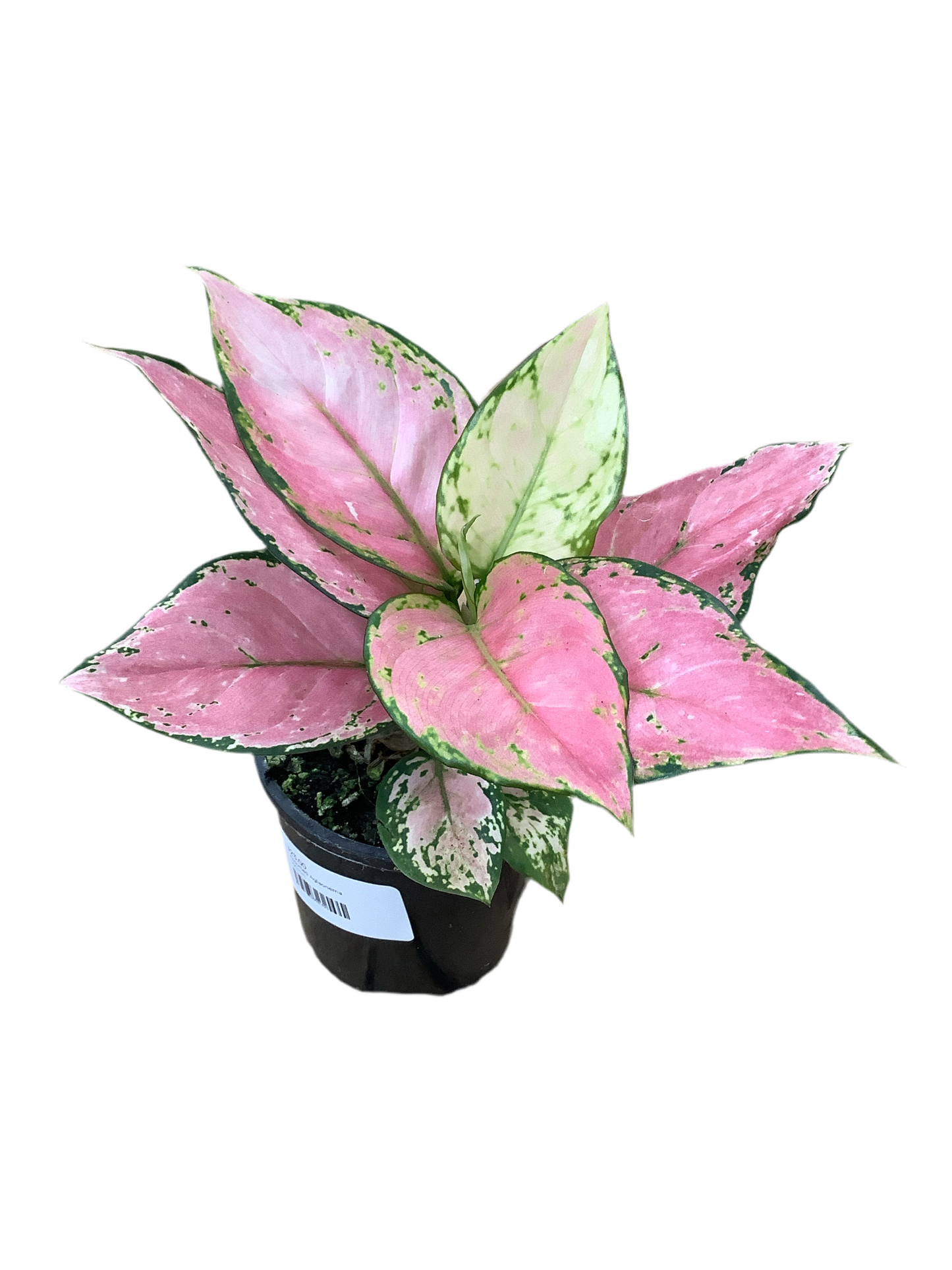 Assorted Aglaonema