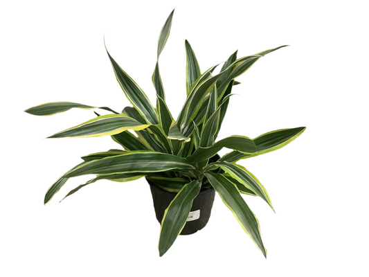 Dracaena lemon & lime