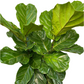 Assorted Fiddle Leaf Fig - Ficus Lyrata