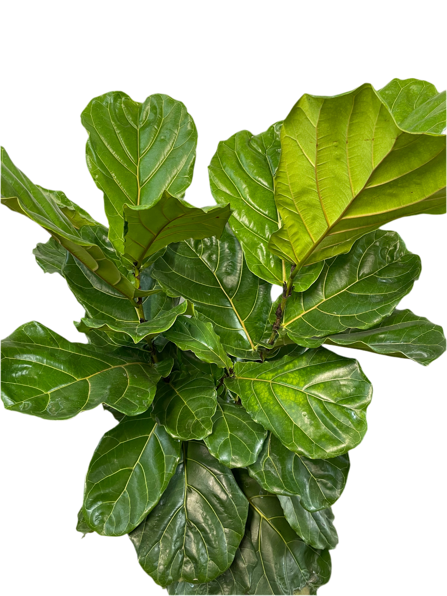 Assorted Fiddle Leaf Fig - Ficus Lyrata