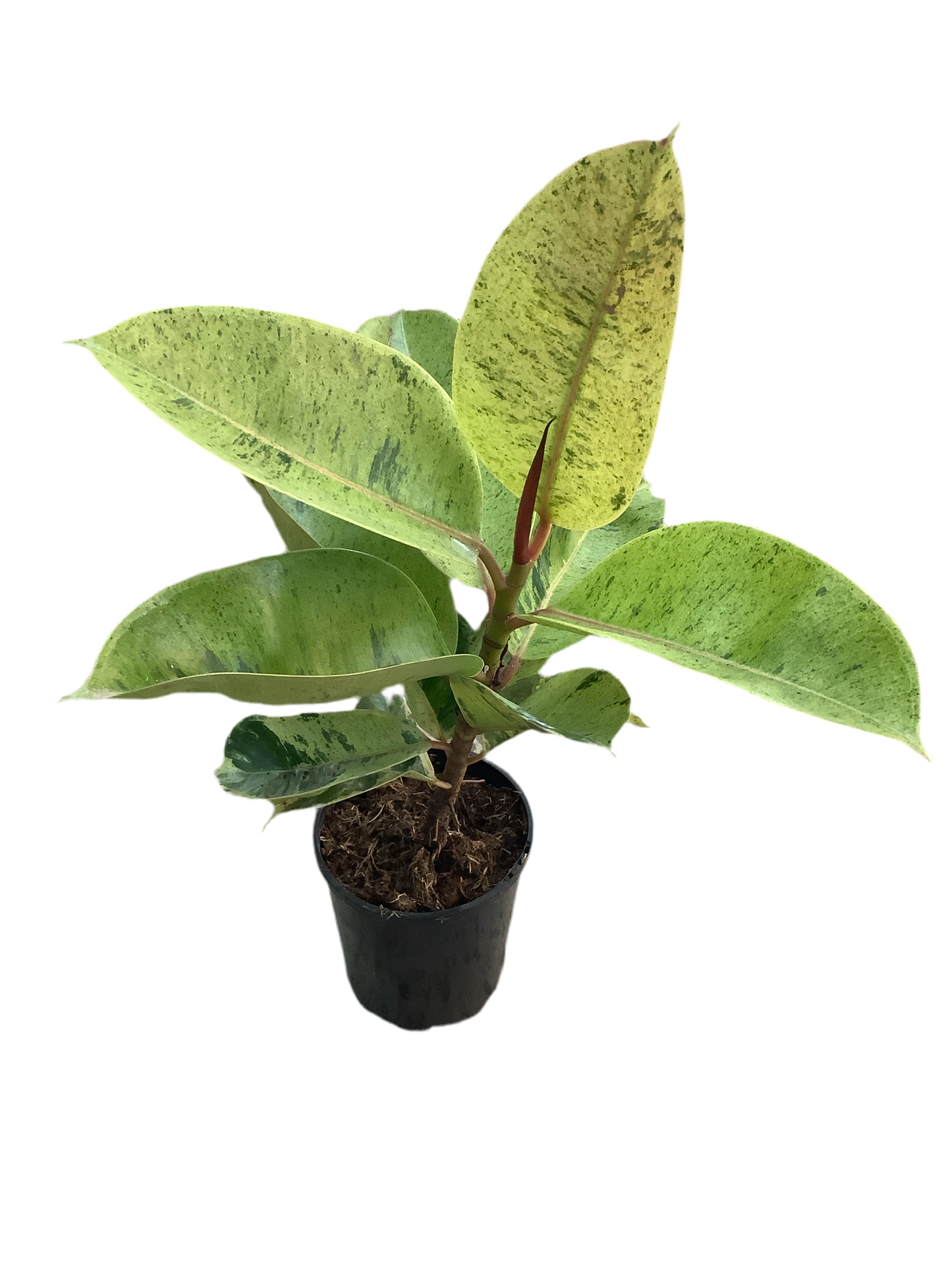 Ficus elastica 'Shivereana' - Variegated Rubber plant