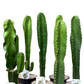 Assorted Cactus