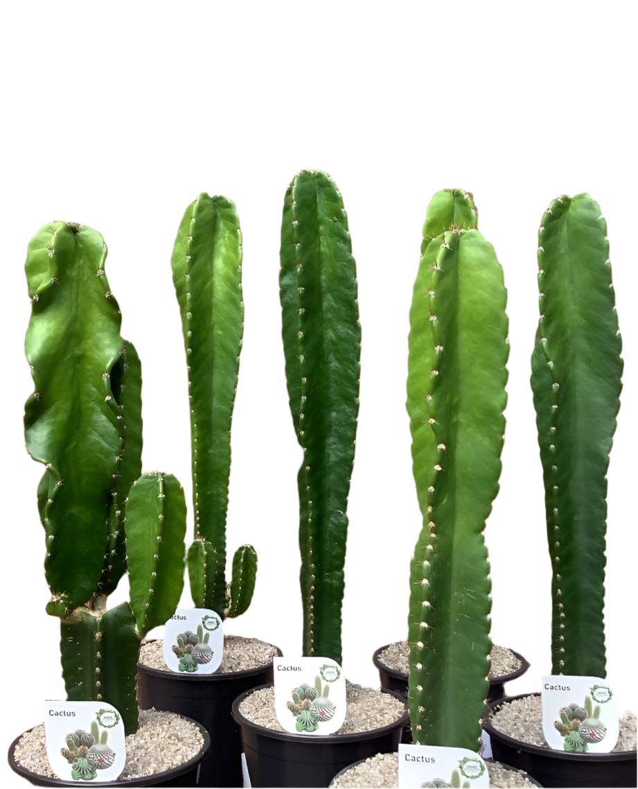 Assorted Cactus