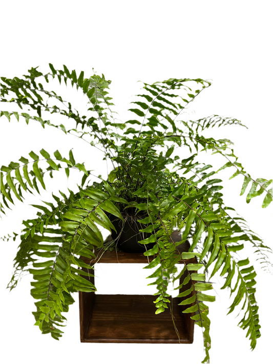 Macho Fern - Nephrolepsis Bisserata