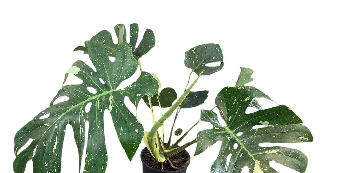 Monstera Thai Constellation