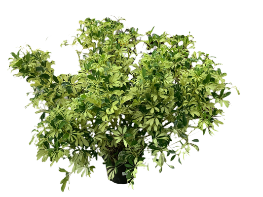 Assorted Variegated Schefflera Arboricola Umbrella Tree