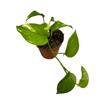 Assorted Epipremnum Aureum - Devils Ivy