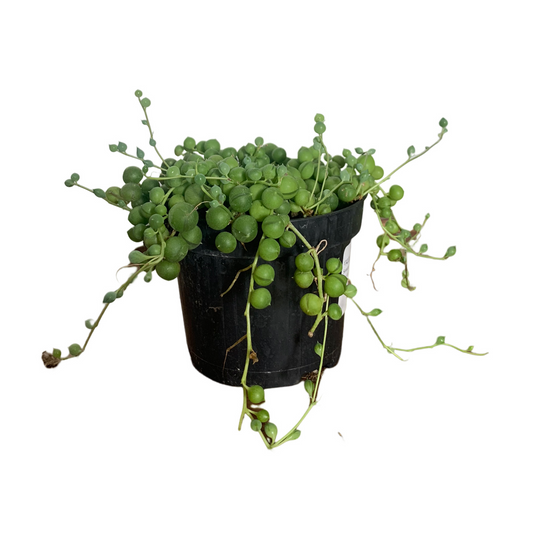 Senecio rowleyanus String of pearls