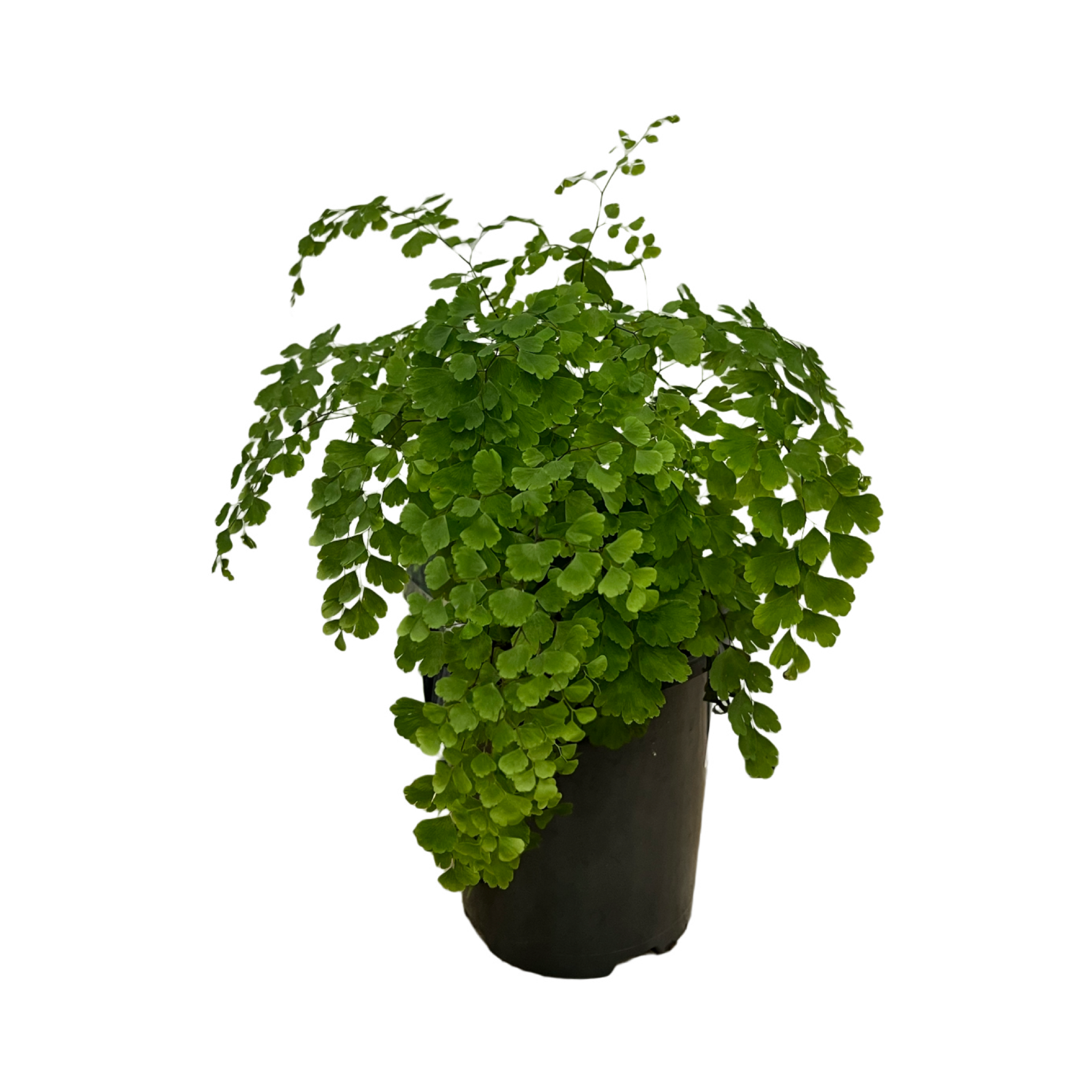 Adiantum fragrans 'Maidenhair Fern' – Plant.addicts.anonymous