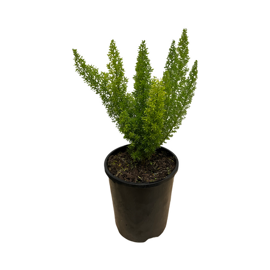 Asparagus meyerii 'Foxtail Fern'