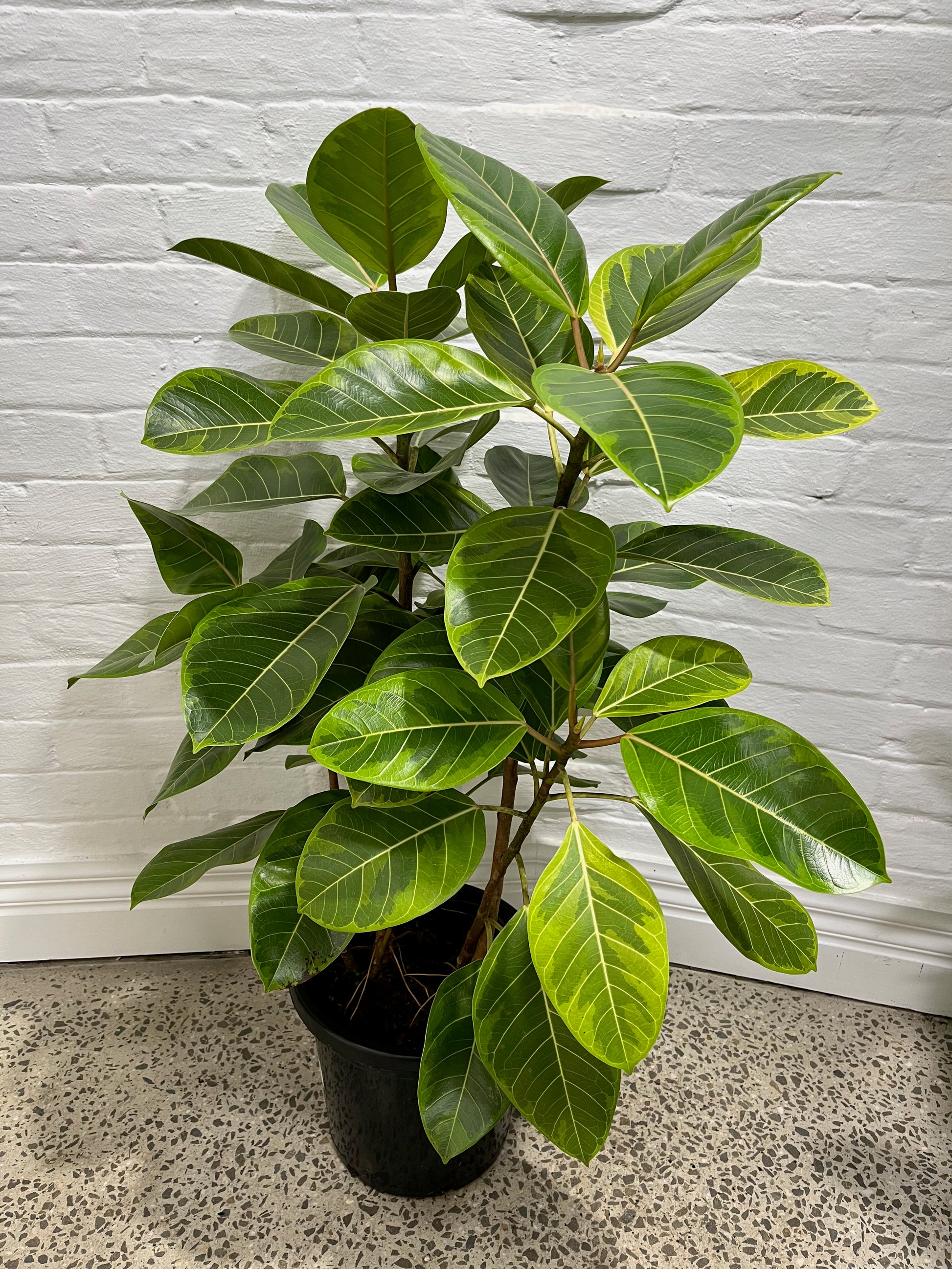 Ficus Altissima 'Variegata' Inch The Garden Corner, 46% OFF