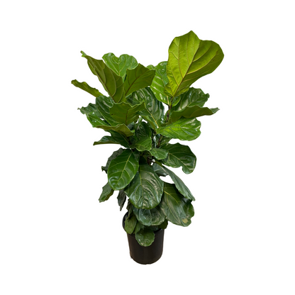 Assorted Fiddle Leaf Fig - Ficus Lyrata