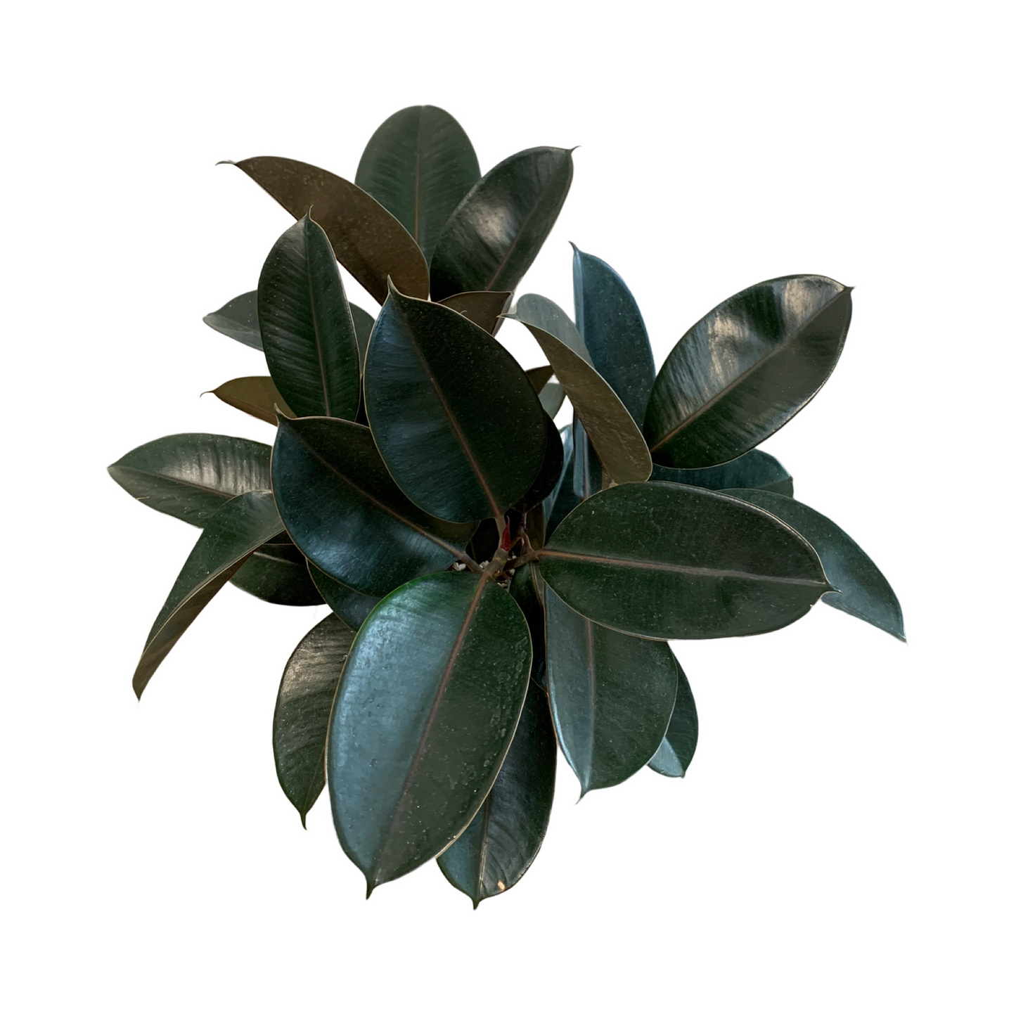 Assorted Ficus Elastica Burgundy- Rubber Plant