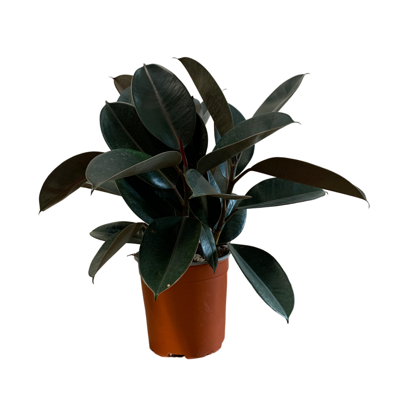 Assorted Ficus Elastica Burgundy- Rubber Plant