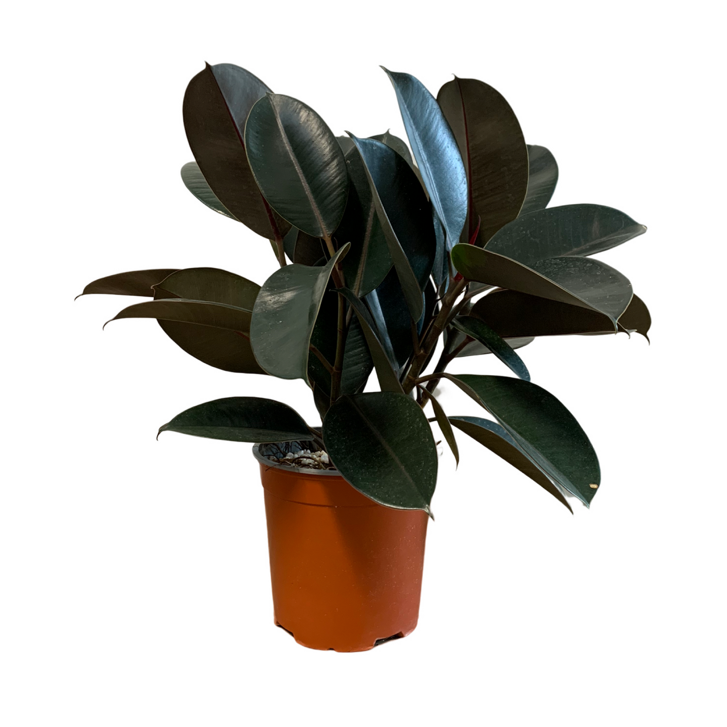 Assorted Ficus Elastica Burgundy- Rubber Plant